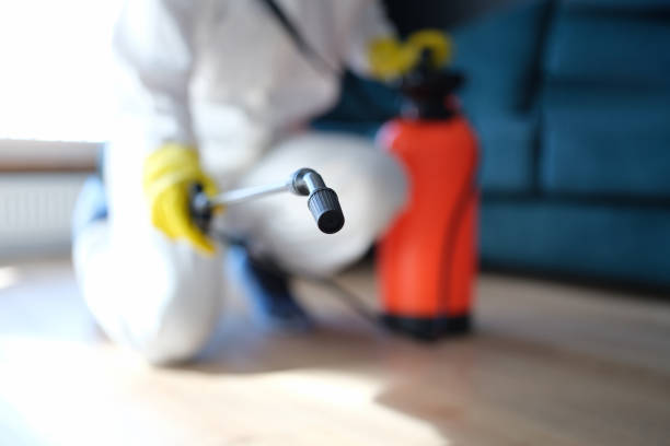 Mold Odor Removal Services in Kremmling, CO